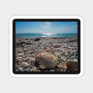 Sanibel Island Sea Shell Fort Myers Florida Magnet