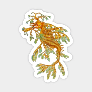 Leafy Seadragon Magnet