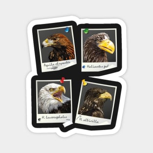 Birds of prey Magnet