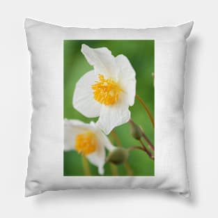 Eomecon chionantha  Snow poppy  Chinese Bloodroot Pillow