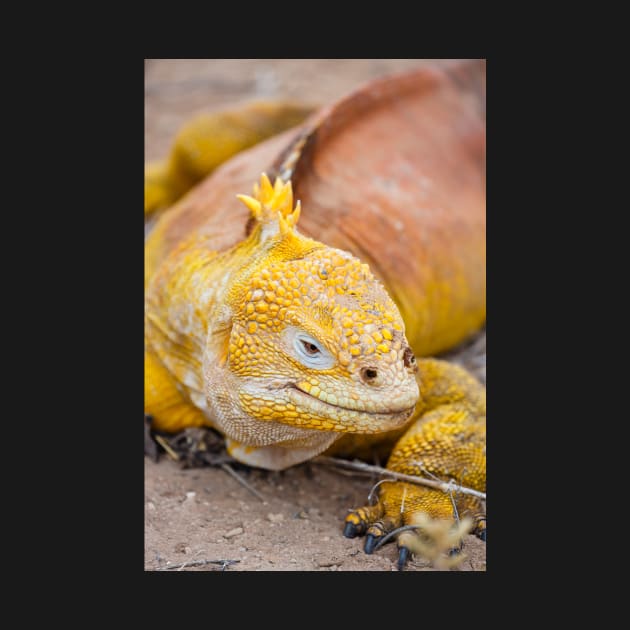 Galapagos land iguana (Conolophus subcristatus) by GrahamPrentice