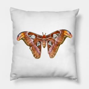 Butterfly / Swiss Artwork Photography Pillow
