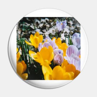 Springtime Crocuses - Diana 120mm Photograph Pin