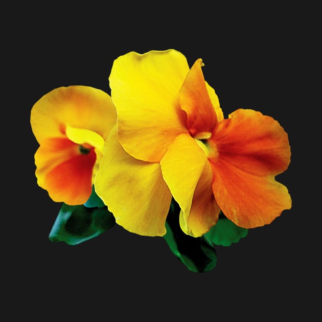 Pansies - Bright Yellow and Orange Pansies by SusanSavad