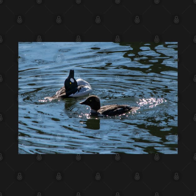 Goldeneye male showing off to the female. by CanadianWild418