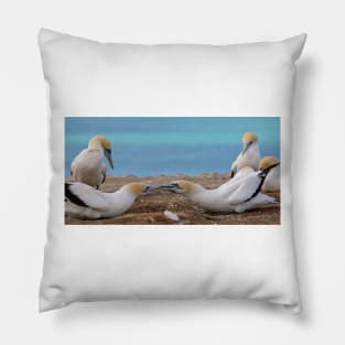 Gannets 2 Pillow