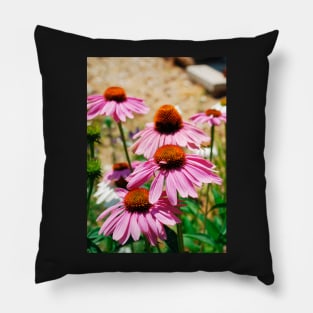 Echinacea Purpurea Pillow