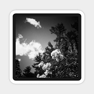 lomo gardens black and white Magnet