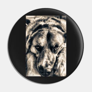 Grumpy Dog Pin