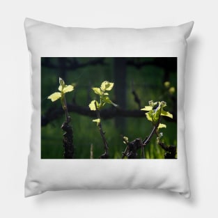 Vines Awake - by Avril Thomas, Wine region, adelaide winery, south australia winery Pillow