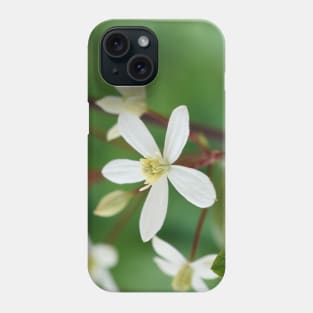 Clematis terniflora var. mandshurica	Manchurian clematis Phone Case