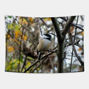 Black-capped Chickadee Perched In A Tree Tapestry