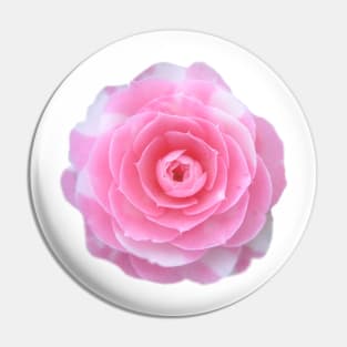 pink camellia flower Pin