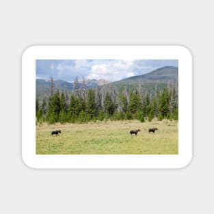 Moose in Rocky Mountain National Park Magnet