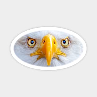 Bald Eagle stare Magnet