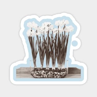 Paperwhites Magnet