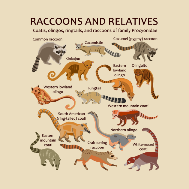 Raccoons and relatives: Coatis, olingos, ringtails, and raccoons (light