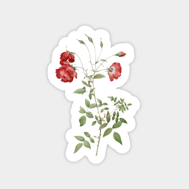 Vintage Blooming Red Rose Botanical Illustration Vintage Botanical Sticker Teepublic