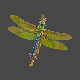 Green Darner Dragonfly Hawaii T-Shirt