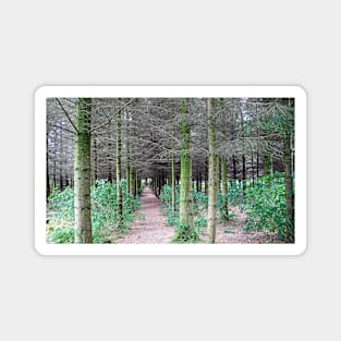 The path through the trees Magnet