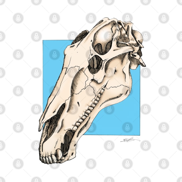 Horse Skull by FontaineN