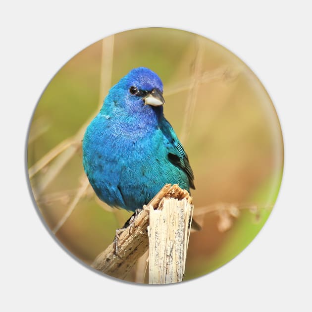 Indigo Bunting 2022 Pin by BirdsnStuff