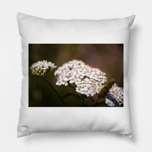 Close-up of yarrow flowers Pillow