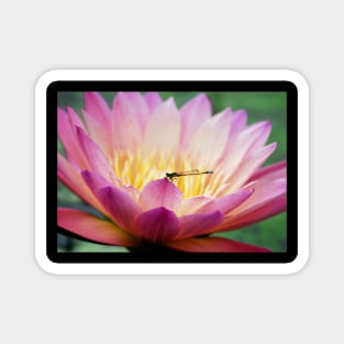 Meditation Wall Art Print - Water Lily and Dragonfly Meditation - canvas, Photo print, artboard print, poster Canvas Print Magnet