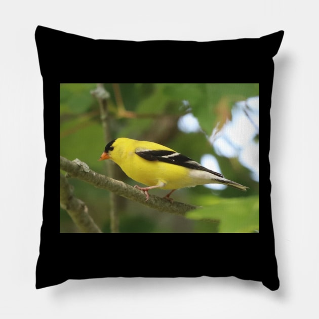 American Goldfinch Brightening Up The Woods Pillow by Judy Geller