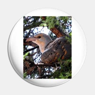 Channel-billed Cuckoo Pin