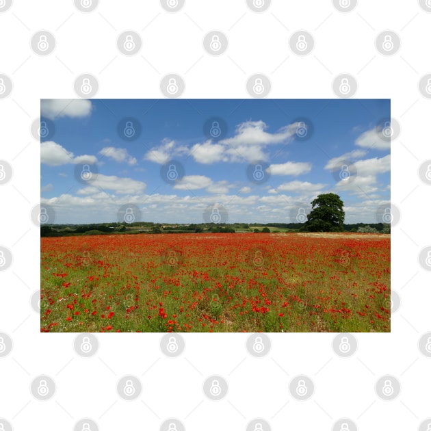 Poppy Field by Chris Petty