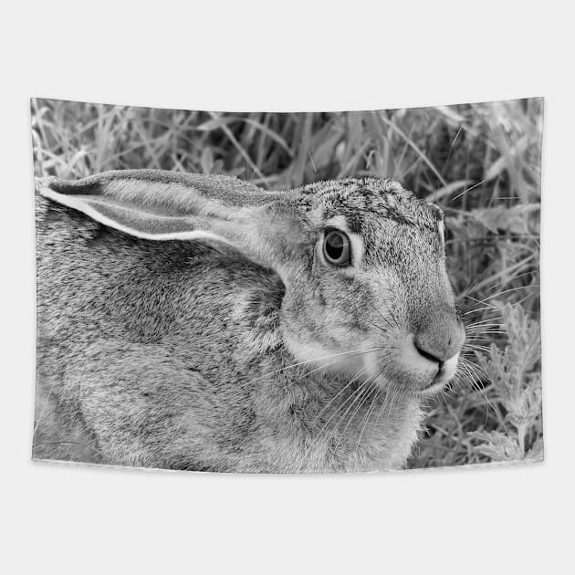 Black-tailed Jackrabbit Tapestry by Paul Prints