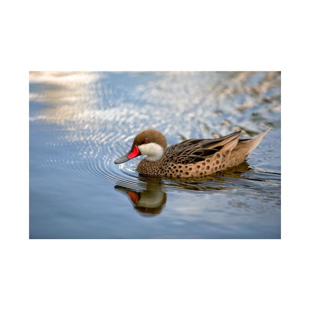 White-cheeked Pintail by Eunice1