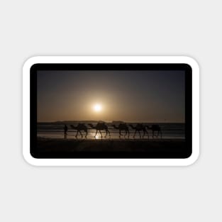 Camels at Sunset Magnet