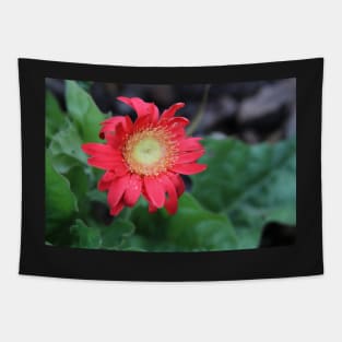 Red Gerber Daisy Tapestry