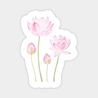 pink lotus flowers watercolor Magnet