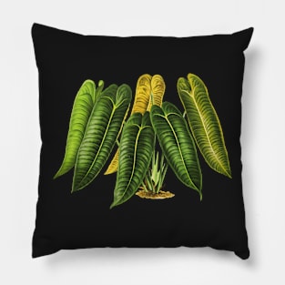 Anthurium Veitchii botanical illustration Pillow