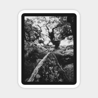 Whistman's Wood in Black and White Magnet