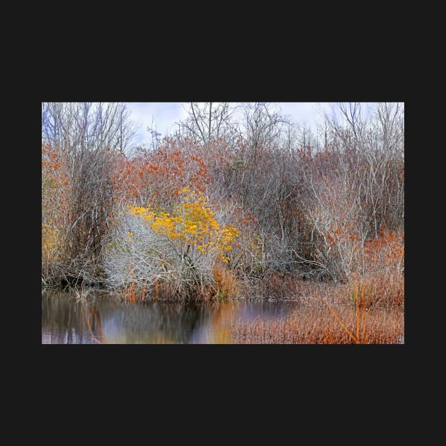 Deep in the Marsh by EileenMcVey