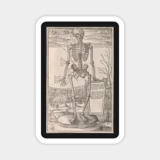 Anatomical skeleton illustration from De dissectione partium corporis humani libri tres published circa 1545 Magnet