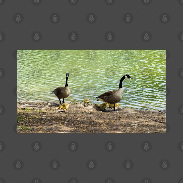 Canada Goose Family With Their Goslings by BackyardBirder