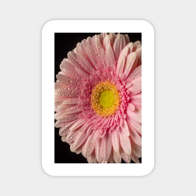 Dew Covered Pink Daisy Magnet by photogarry