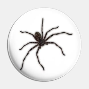 Huntsman Spider (Delena cancerides) Pin