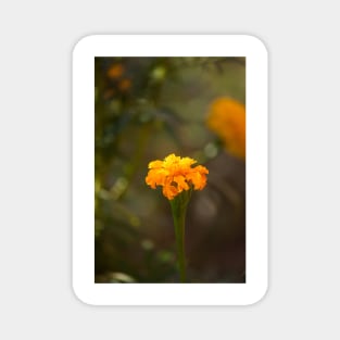 Marigold VII Magnet