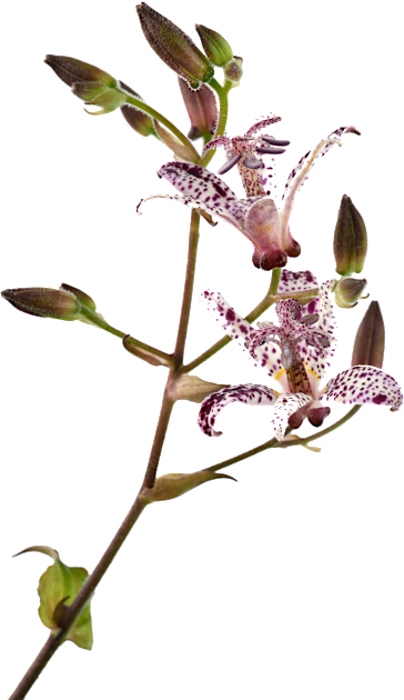 Tricyrtis formosana &#39;Dark Beauty&#39; Toad lily Kids T-Shirt by chrisburrows