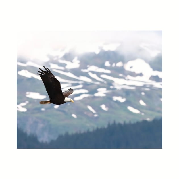 Eagle In Flight by Oregon Art Shop