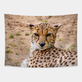 View of a female Cheetah's head Tapestry