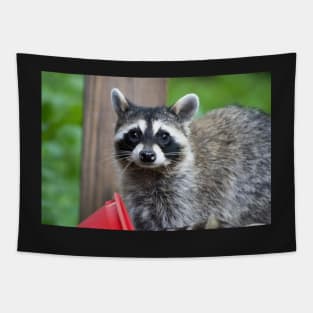 Sad Raccoon Print Tapestry