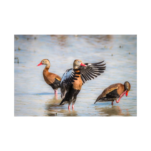 Black-bellied Whistling-Duck Trio by Debra Martz