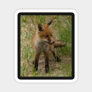 Fox Cub - Magpie Springs - Adelaide Hills Wine Region - Fleurieu Peninsula - South Australia Magnet